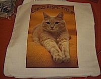 gatto